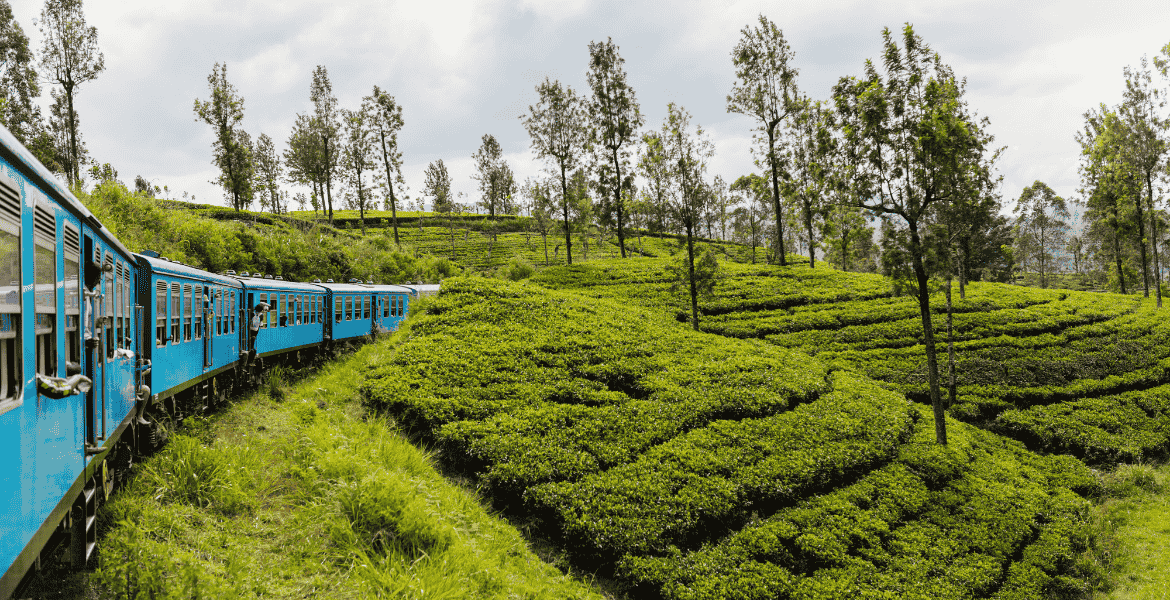 The famous blue train travels from Kandy to Ella in Sri Lanka, winding through lush green tea plantations.