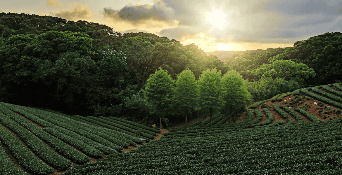 In Ella, Sri Lanka, tourists discover Ceylon tea manufacturing through breathtaking green hills as they tour lush tea plantations and traditional tea factories.